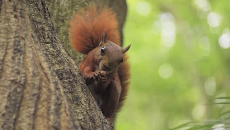 Cute-red-squirrel-on-a-tree-eating-nut,-animals-and-nature