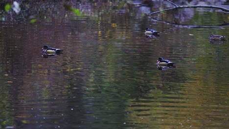 Patos-Nadando-En-Un-Estanque-En-Stanley-Park-En-Un-Día-Lluvioso