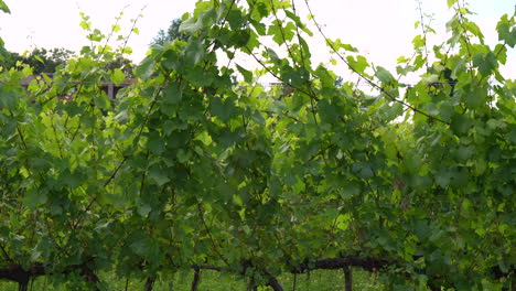 pan view of winery vineyard in the summer