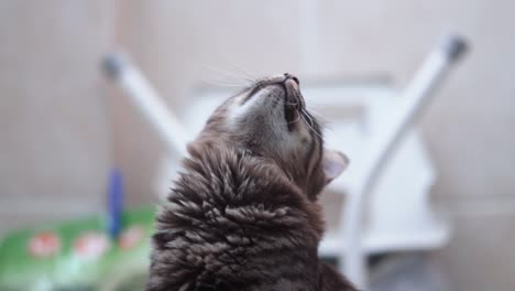 un primer plano de un gato esponjoso de colores de tigre negro y marrón de maine coon con ojos verdes, mirando después de una mosca, mascota casera, video de 4k en cámara lenta