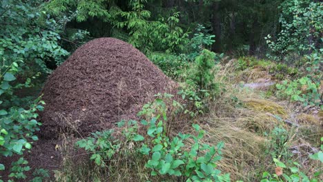 an anthill in the woods