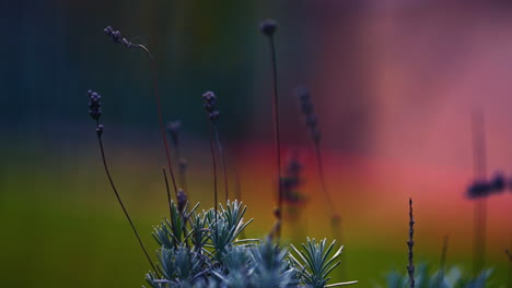 beautiful purple frozen exterior plant in garden with blurry background, close up macro shot