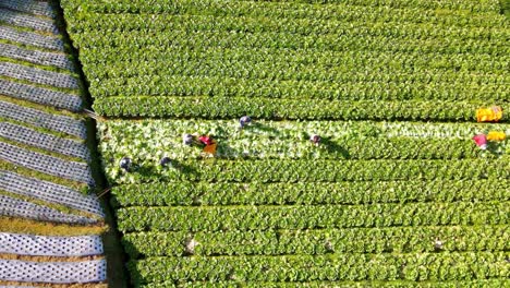un grupo de agricultores están cosechando mostaza en la plantación