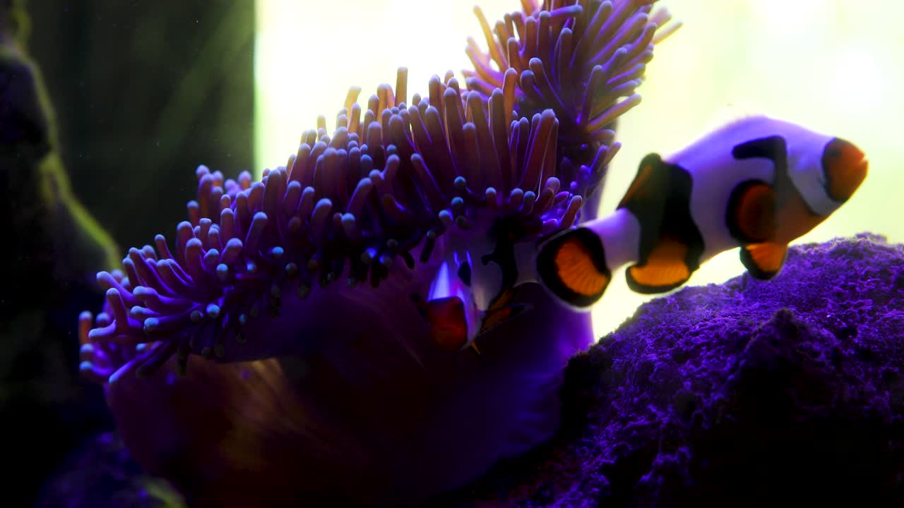 Due pesci in un acquario con coralli.