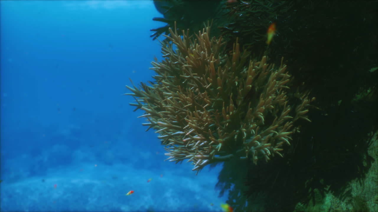 Exploring the vibrant underwater world teeming with colorful coral and fish