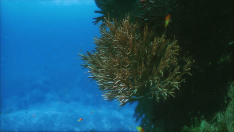 exploring the vibrant underwater world teeming with colorful coral and fish