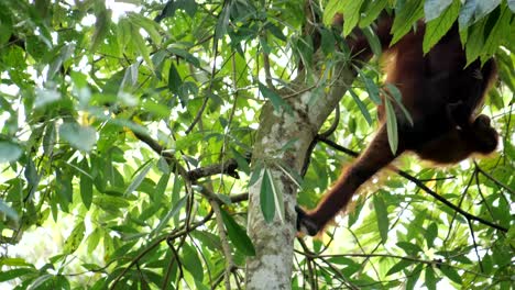 baby orang utan on back of his mum climb a tree, unique scene of life in the wilderness of the borneo forest