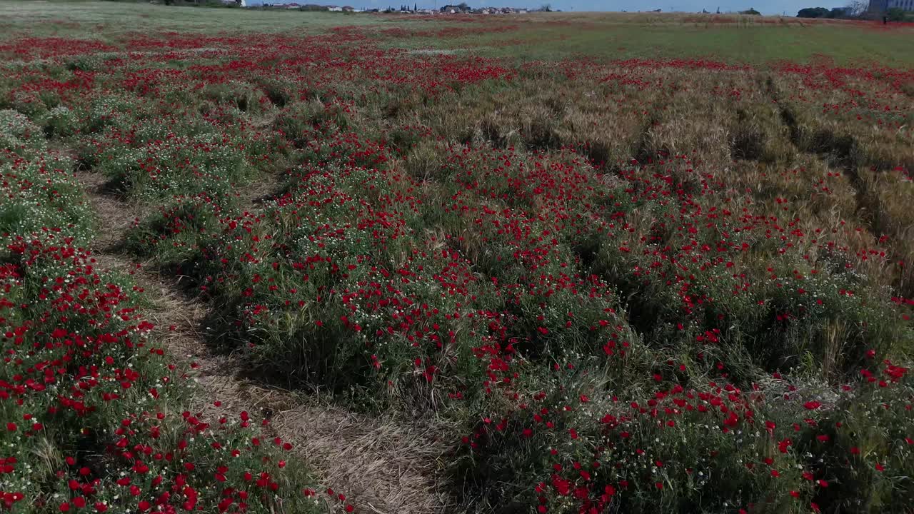 Ripresa aerea con drone 4K di un prato di fiori selvatici con papaveri rossi e fiori primaverili colorati, campo verde che ondeggia al vento, paesaggio naturale pacifico, sfondo panoramico di campagna fiorita