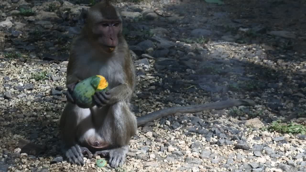 primate life while eating fruit. Monkey eat yellow mango fruit at sacred terawang cave in Blora, central java, Indonesia. Close up of mammals HD video.