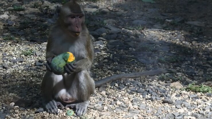 primate life while eating fruit. Monkey eat yellow mango fruit at sacred terawang cave in Blora, central java, Indonesia. Close up of mammals HD video.