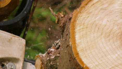 cerca de un tronco de árbol de madera recién cortado siendo cortado por un trabajador forestal con motosierra con astillas de madera de movimiento lento volando alrededor