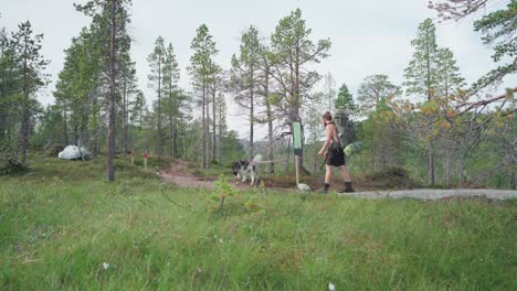 norwegian trekker with alaskan malamute looking on direction signage along the mountain trails in anderdalen national park, senja norway