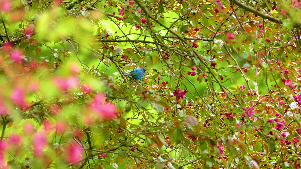 Indigo bunting migratory bird in tree flowers full bloom light pink petals