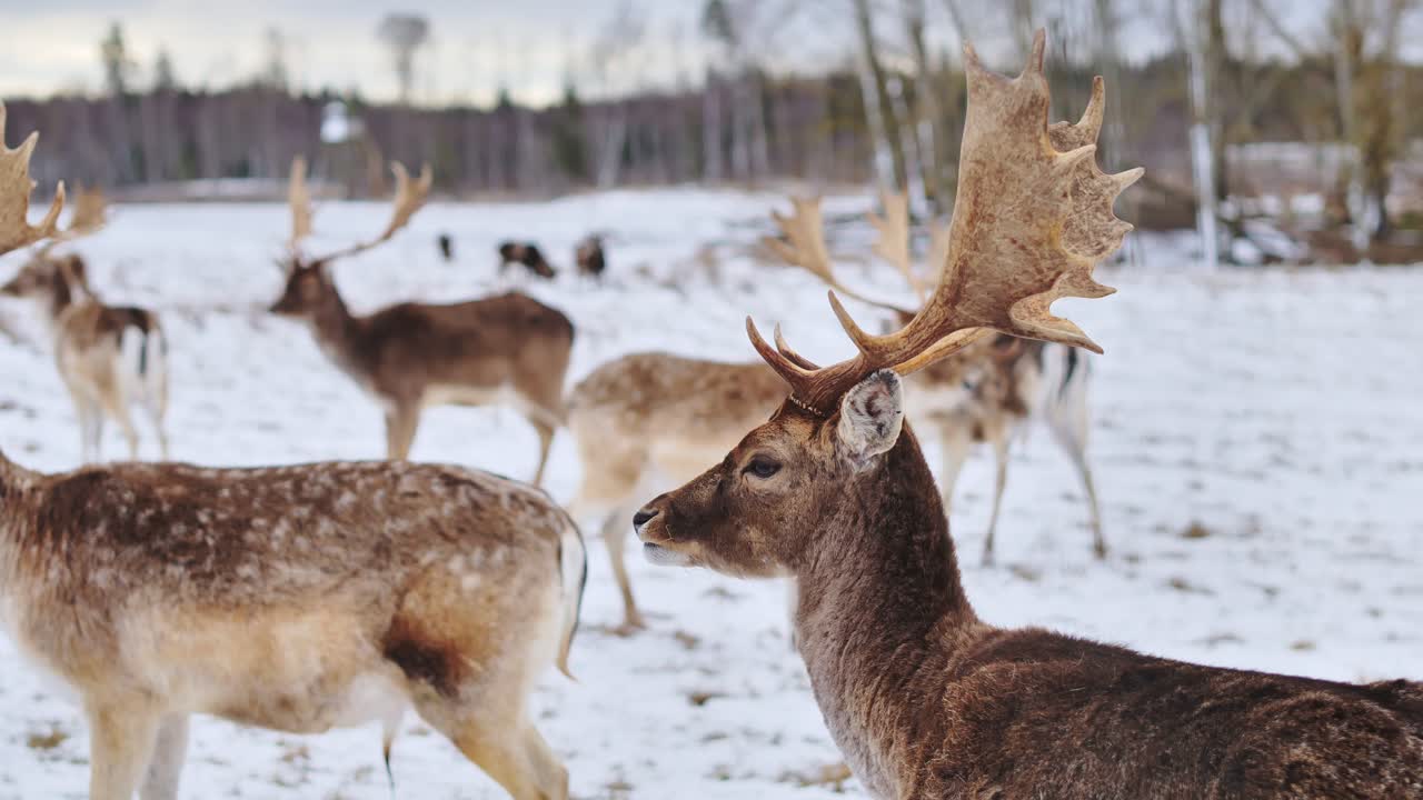 Slow motion of deer with grass strand stuck on mouth before licking it off