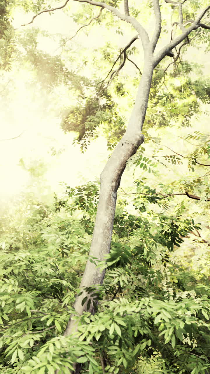 Sunlight Filtering Through Lush Forest Canopy