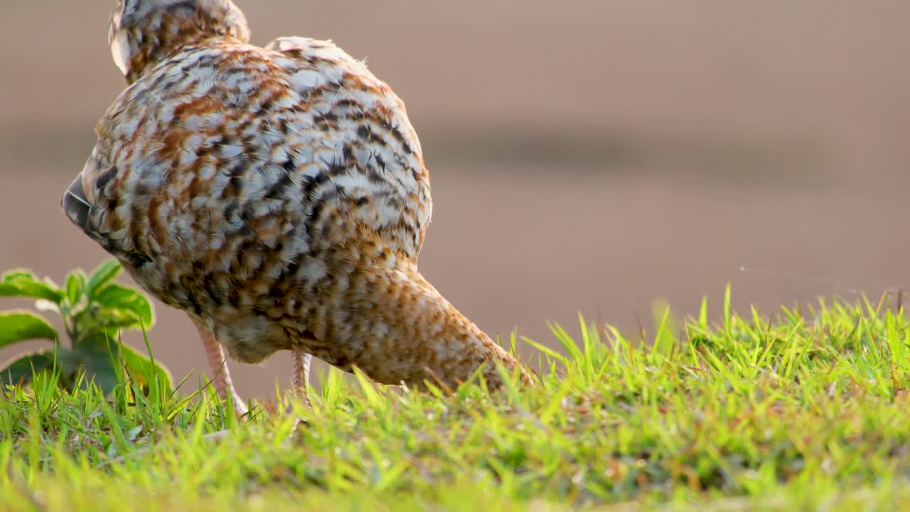 cerca de un pollo picoteando el suelo, rascando para la comida en un archivo en cámara lenta