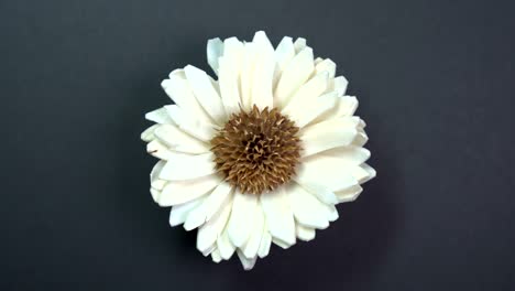 beautiful single daisy flower slowly spinning on a rotating black background.