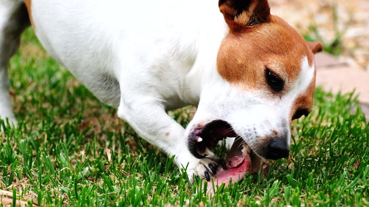jack russell terrier en la hierba masticando el hueso recibido como recompensa, primer plano
