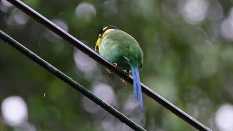 Seen-from-its-left-side-while-the-camera-slides-as-it-wags-its-tail-up-and-down,-Long-tailed-Broadbill-Psarisomus-dalhousiae,-Khao-Yai-National-Park,-Thailand