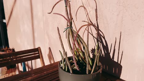 succulent plant in a pot on a wooden table