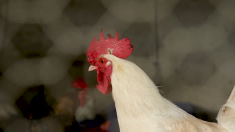 pollo detrás de la red de gallinero