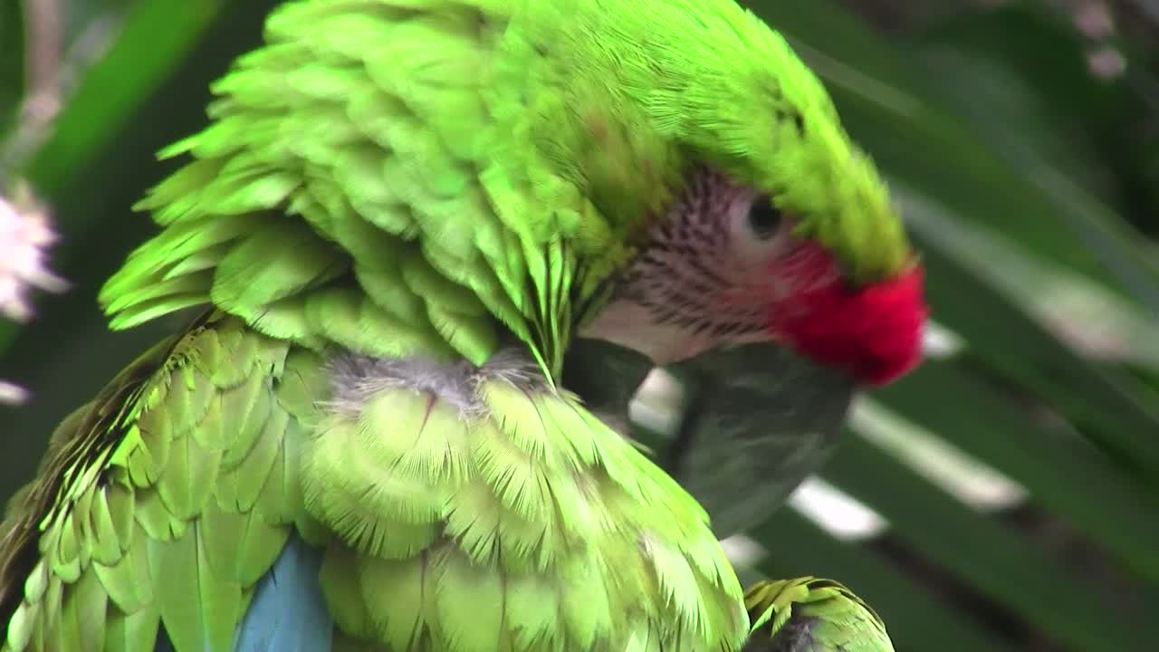 un gran guacamayo verde se acicala de cerca