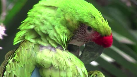 un gran guacamayo verde se acicala de cerca