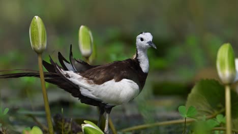 Fasanenschwanz-Jacana-Vogel-Mit-Seerosenblüte