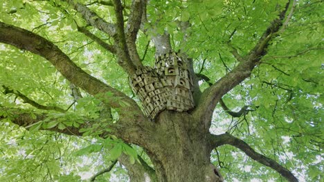 bird and insect habitat boxes on high branches of horse chestnut tree