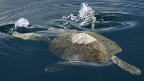 sea turtle swimming away in open water