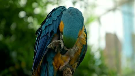 Hermoso-Loro-Guacamayo-Azul-Y-Amarillo-Acicalándose-En-Una-Rama