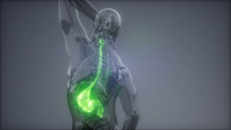 human stomach radiology exam
