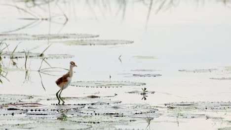 Squawking-and-hopping-on-the-lily-pads-in-the-water,-a-Bronze-winged-Jacana-Metopidius-indicus-fledgling-is-hopping-and-running-out-to-the-left-side-of-the-frame,-in-Nakhon-Nayok-province-in-Thailand