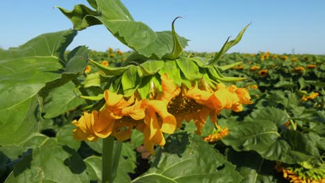 agricultural field of sunflowers. shooting in the summer in the countryside.