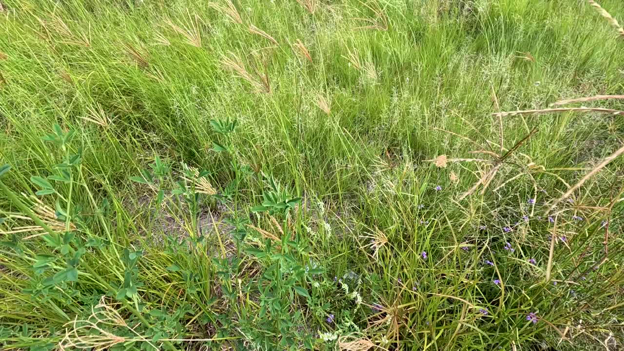Lush roadside vegetation swaying gently in the breeze