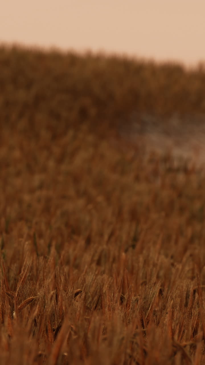 Close-up of a grassy field with a golden sunset sky