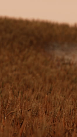 close-up of a grassy field with a golden sunset sky