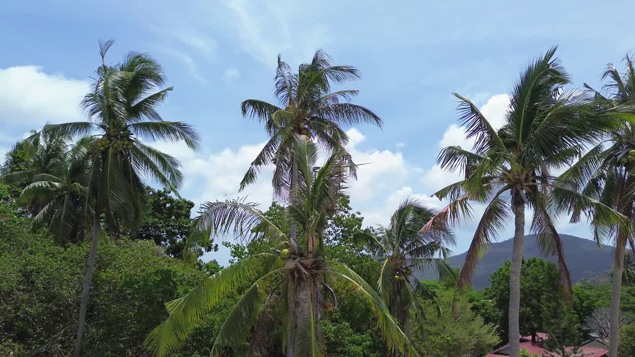 Aerial drone footage showing lush green palm trees along the shoreline of Koh Phangan Thailand with tropical mountains in bright daylight in background