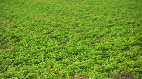 Felder-Mit-Verschiedenen-Arten-Der-Landwirtschaft-4k-1