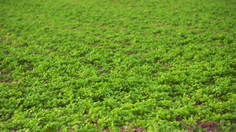 campos con varios tipos de agricultura 4k 1