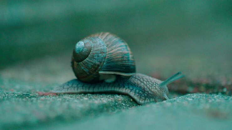 Slowly crawling snail on the footpath road close-up macro shot