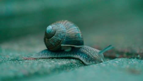 Slowly crawling snail on the footpath road close-up macro shot