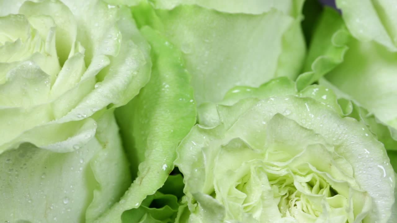 la flor de la rosa de cerca