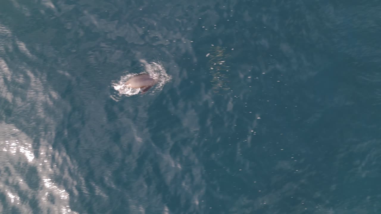 Stunning drone footage showcasing a seal’s rapid and calculated movements as it hunts schooling fish in the deep blue ocean.