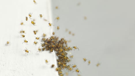 Ball-Of-Garden-Spider-Spiderlings-Creeping---Macro-Shot