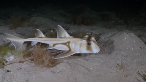 port jackson shark swimming at night in slow motion 4k heterodontus portusjacksoni