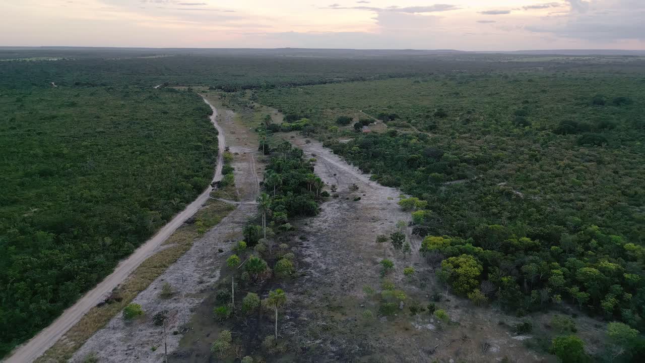 Letto di fiume asciutto con vegetazione degradata e palme buriti nel Cerrado brasiliano, che sta vivendo siccità e impatto ambientale, con una strada sterrata per l'accesso