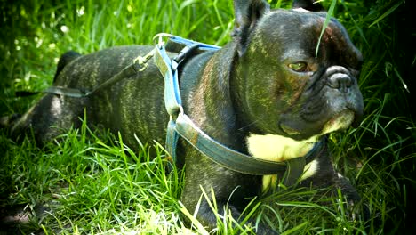 animal dog french bulldog lying in green grass