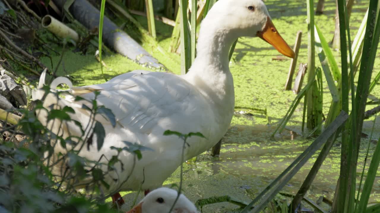 A serene moment capturing ducks gracefully swimming in a lush marshland