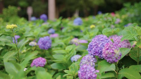 ajisai flower garden, japanese hydrangeas in early summer, background shot